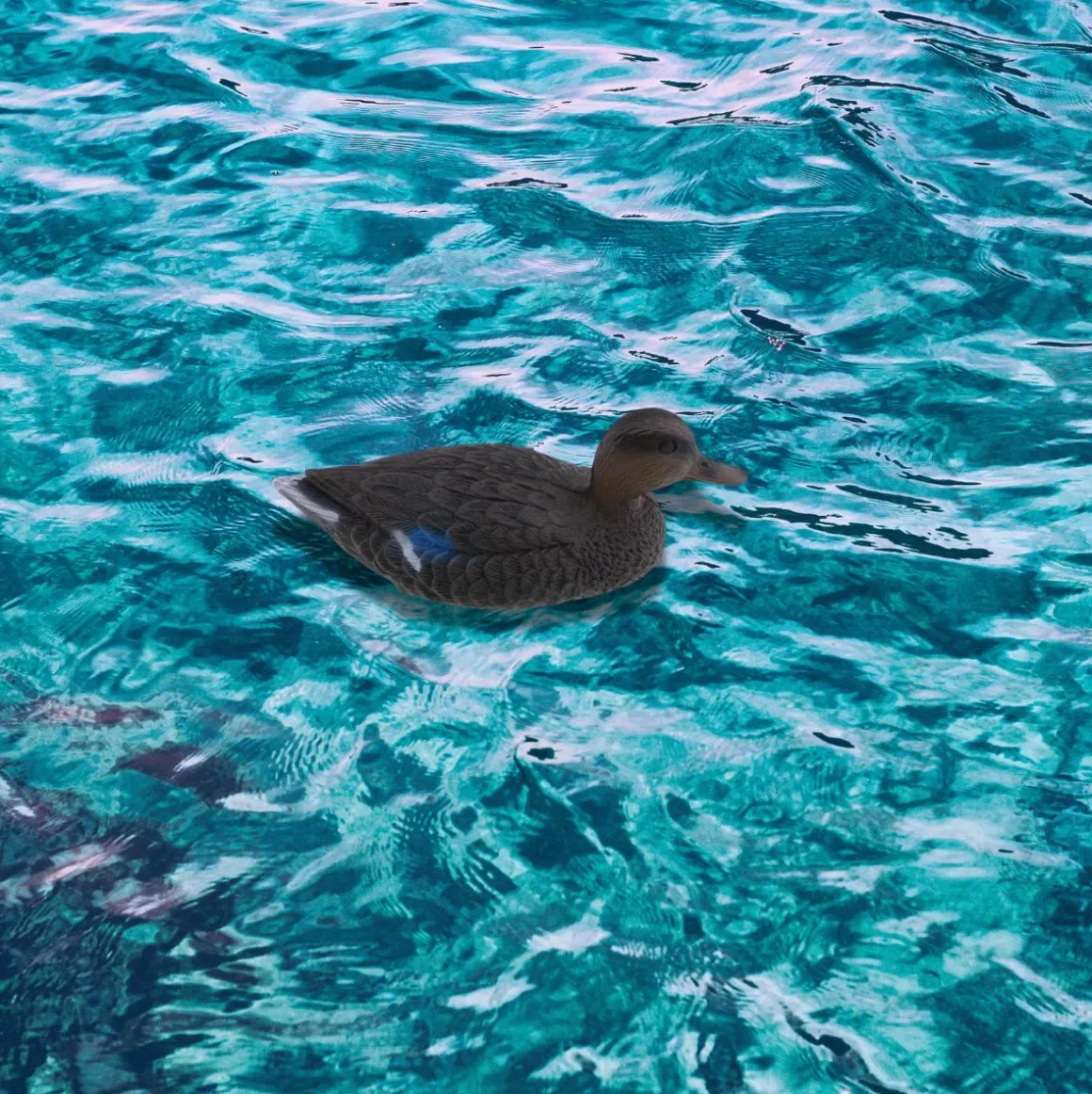 Señuelo Pato flotante 15x15x36 cm